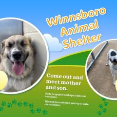 Winnsboro Animal Shelter: Mother and Son