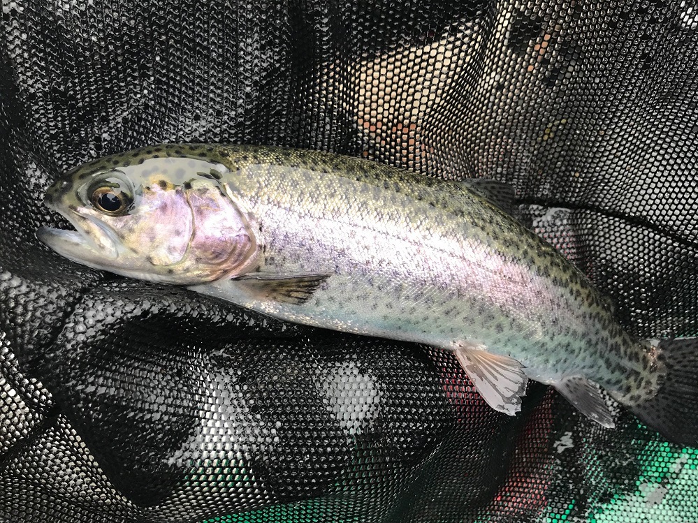 Rainbow Trout