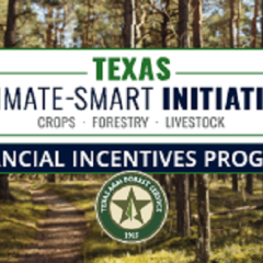 Financial Incentives Program Aids Forestry Climate Solution Practices