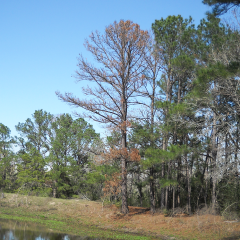 Extreme Environmental Conditions Make Texas Trees Susceptible to Secondary Stressors