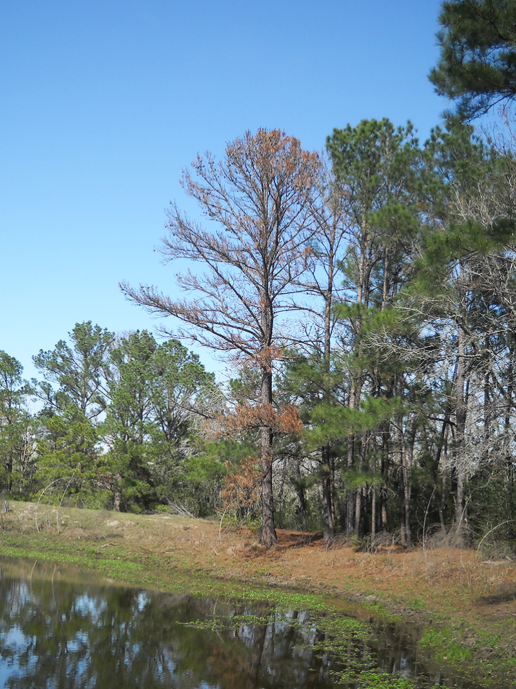 Texas trees