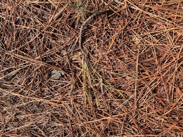 pine needles