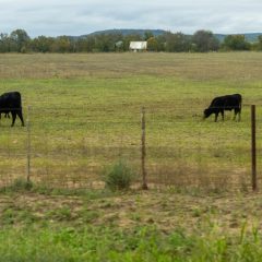 Virtual East Texas Pasture Management Program Set for April 5