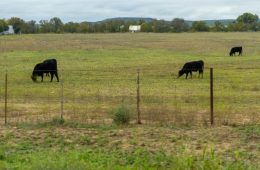 Virtual East Texas Pasture Management Program Set for April 5