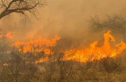 West Texas Wildfires Continue to Impact Texas Ag