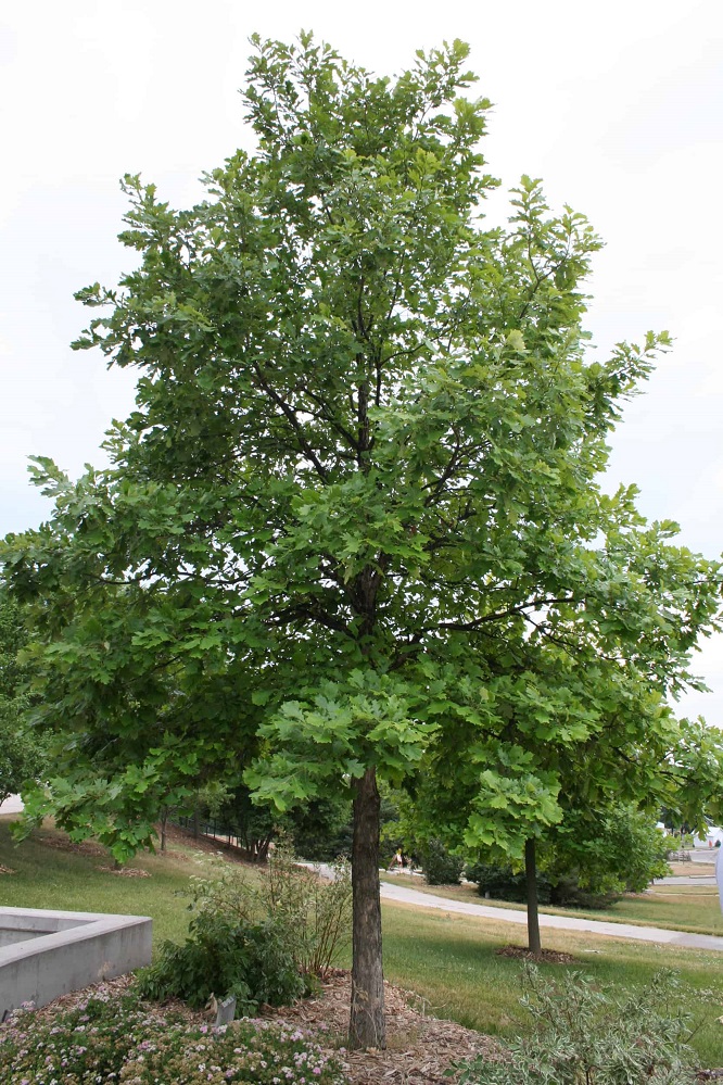 Swamp White Oak