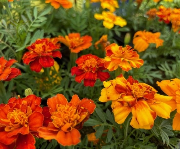 marigolds