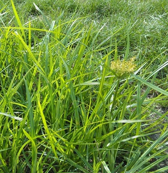 nutsedge