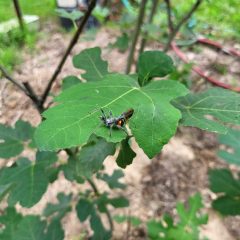 Assassin Bugs: A Texas Bug Killer