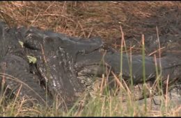 Texas Gators Moved Inland Ahead of Beryl