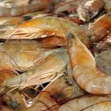 Gulf Shrimp Season Closes May 15