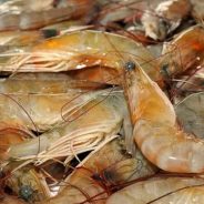 Texas Shrimping Industry Under Siege — New Law Aims to Shore It Up