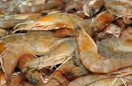 Gulf Shrimp Season Closes May 15