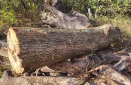 Have a Big Tree? Make it Official