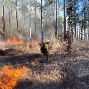 Funding Opportunities Available to East Texas Landowners for Prescribed Burning