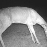 Drone-Assisted Deer Hunt Sparks Legal Case and Debate in Indiana