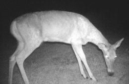 Texas Game Wardens Uncover Illegal White-Tailed Deer Smuggling Operation
