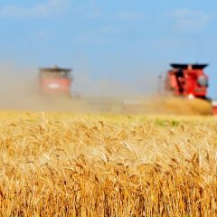 Texas Agriculture Commissioner Sid Miller Warns Farmers About Recent Fusarium Smuggle