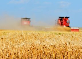 U.S. Secures $17 Billion Agriculture Deal with China, Boosting Texas Farmers