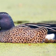 Teal Season Opens in Texas September 20