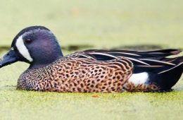 Teal Season Opens in Texas September 20