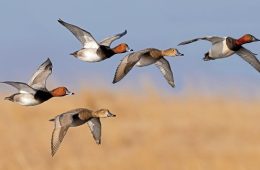 Federal Duck Stamp Updates