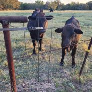 Cattle Numbers Lowest Since the 70’s
