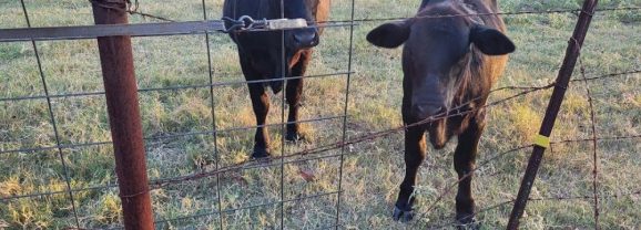 Cattle Numbers Lowest Since the 70’s