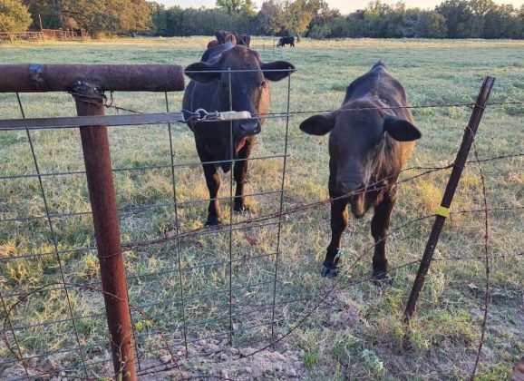 Cattle Numbers Lowest Since the 70’s