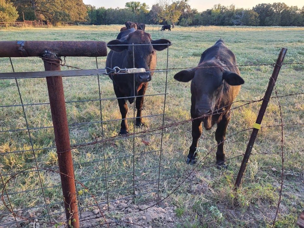 cows welding fence