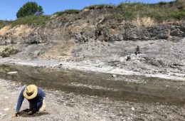 Fossil Day in Ladonia Texas