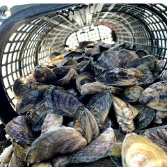 TPWD Receives 115 Oyster Buyback License Applications