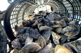 TPWD Receives 115 Oyster Buyback License Applications