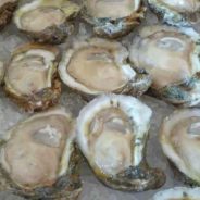 Texas Oyster Season Opens November 1