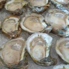 Texas Oyster Season Opens November 1
