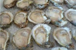Texas Oyster Season Opens November 1