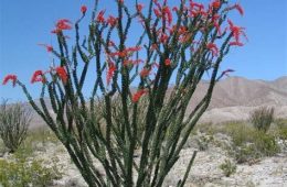 Master Gardener Ronnie Wilson Chats With John Mark on This Second Cup Of Coffee