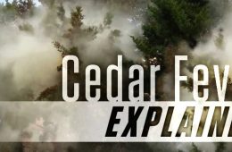 Cedar Fever Season Begins in Texas