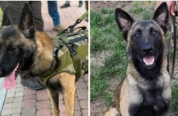 Rocky On The Mends; May Return to Duty