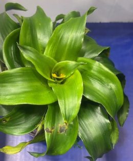 Learn About Houseplants on This Episode of A Second Cup Of Coffee With Guest CEA Mario Villarino