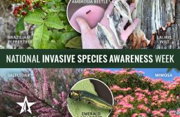 Mitigating the Impacts of Invasive Species in Texas