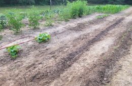 Time to Plant Onions in Texas