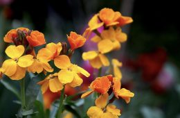 Master Gardener Ronnie Wilson Visited on This Second Cup Of Coffee With John Mark Dempsey