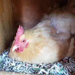 Chicken Combs, Straight Up Or Floppy?
