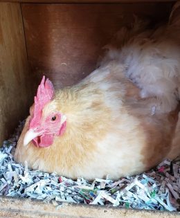 Wildlife Health Alert: Highly Pathogenic Avian Influenza Detections Continue in Portions of North Texas