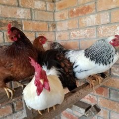 Egg Prices: US Department of Justice is Investigating
