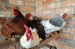 July Egg Numbers: Prices Hold Steady as Supply Adjusts