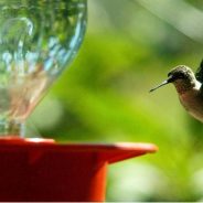 Have Hummingbirds Arrived at Your Feeder Yet?