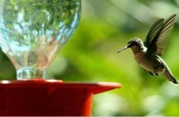 Have Hummingbirds Arrived at Your Feeder Yet?