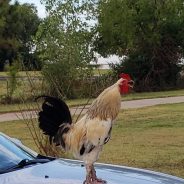 Cockfighting Arrests in Hunt County